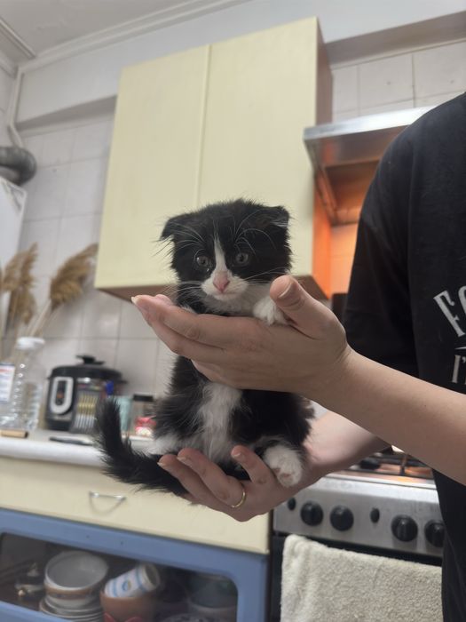 котята бесплатно 2 месяца