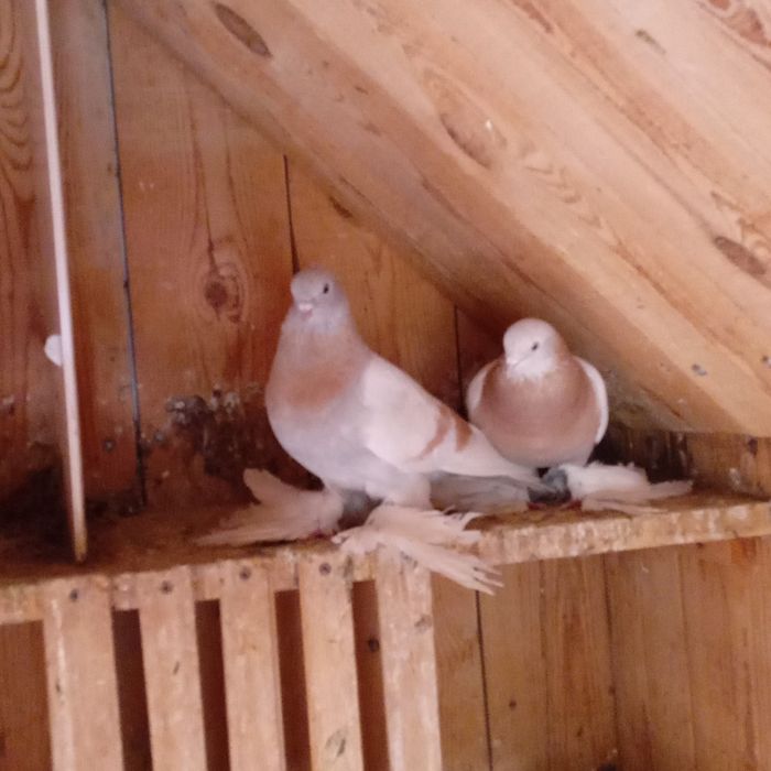 На продаже домашние голуби.