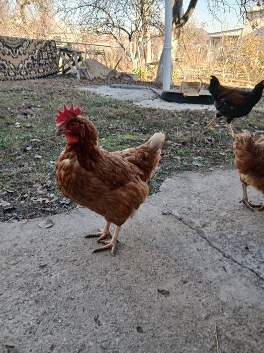 Куры ломан браун