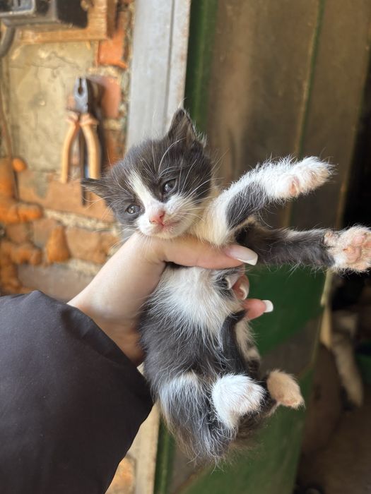 Котенца за подаряване