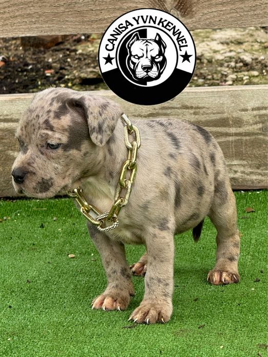 Amstaff blue merle