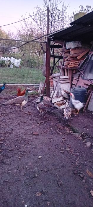 Vând Păuni  Comuni