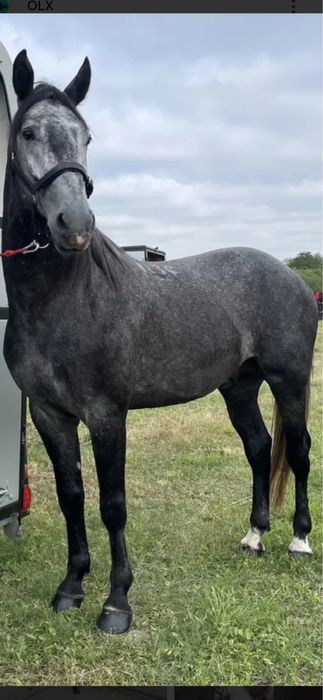 De vanzare manz de 3 ani  armasar fff bland invatat la calarie&trasura