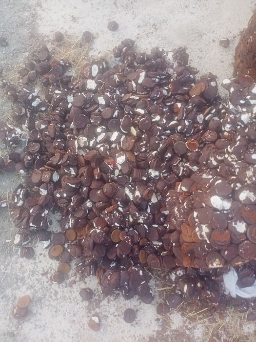 Qoldiq shkalat pichenilar mollarga