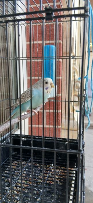 Toʻti 4-5 oylik qizbolasi