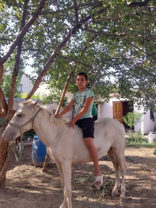 Тай сатылады  жуас