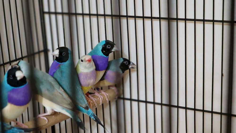 Гулдови амадини!!!