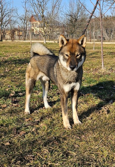 Mascul rasa japoneza