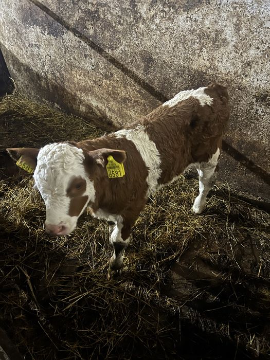 Vand Vitel    (Tauras de 2 saptamani)