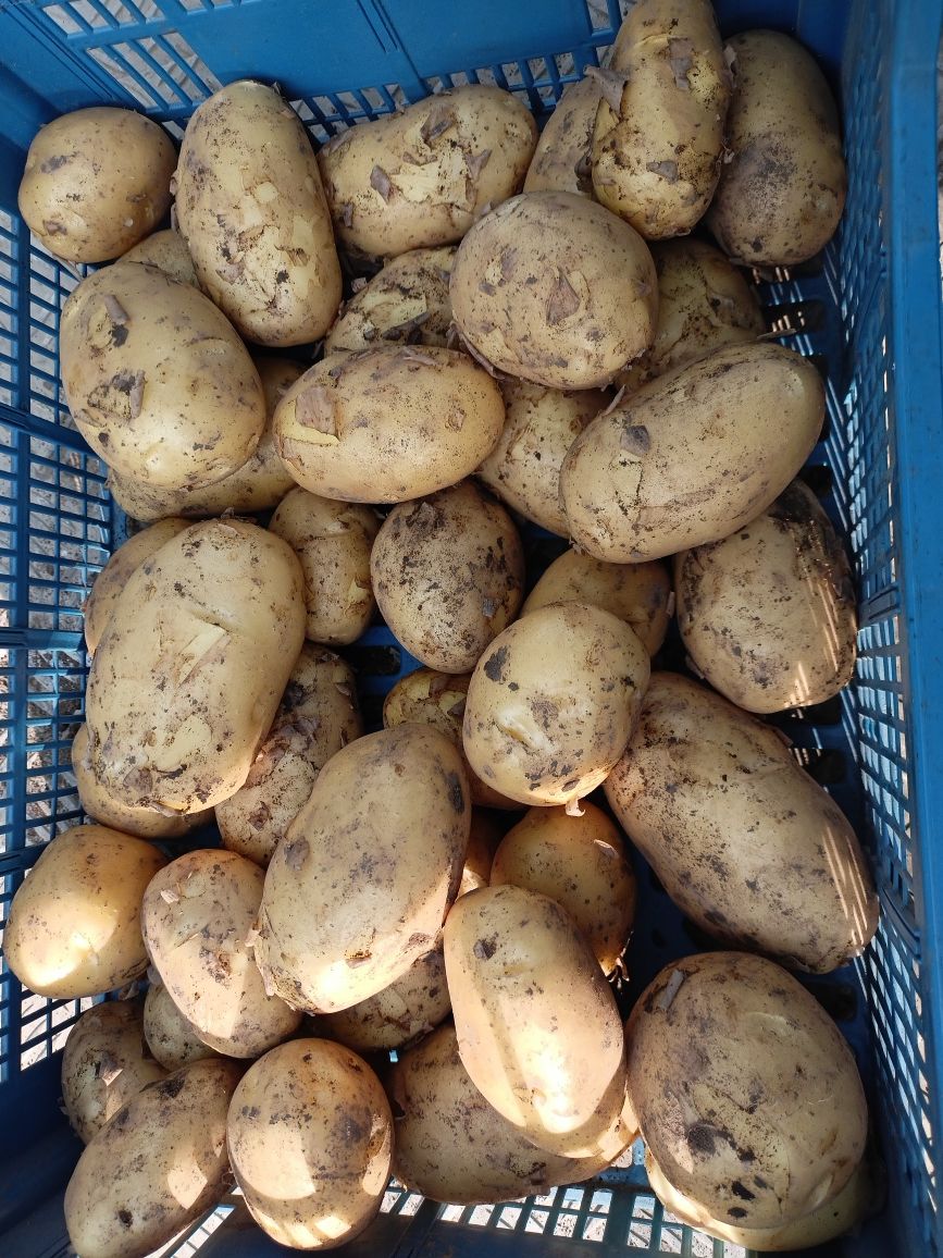 Пресни картофи сорт Агата
