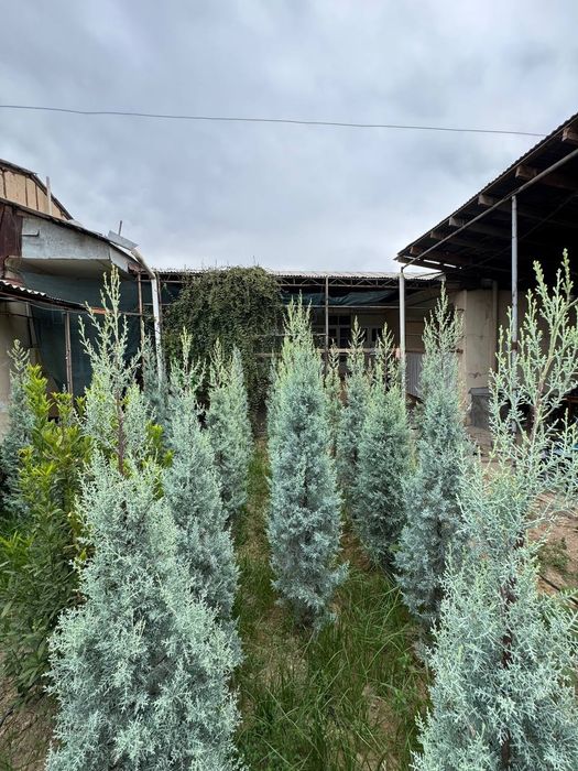 Kiparis Arizona archa голубой yel Arizonka giparis italiya