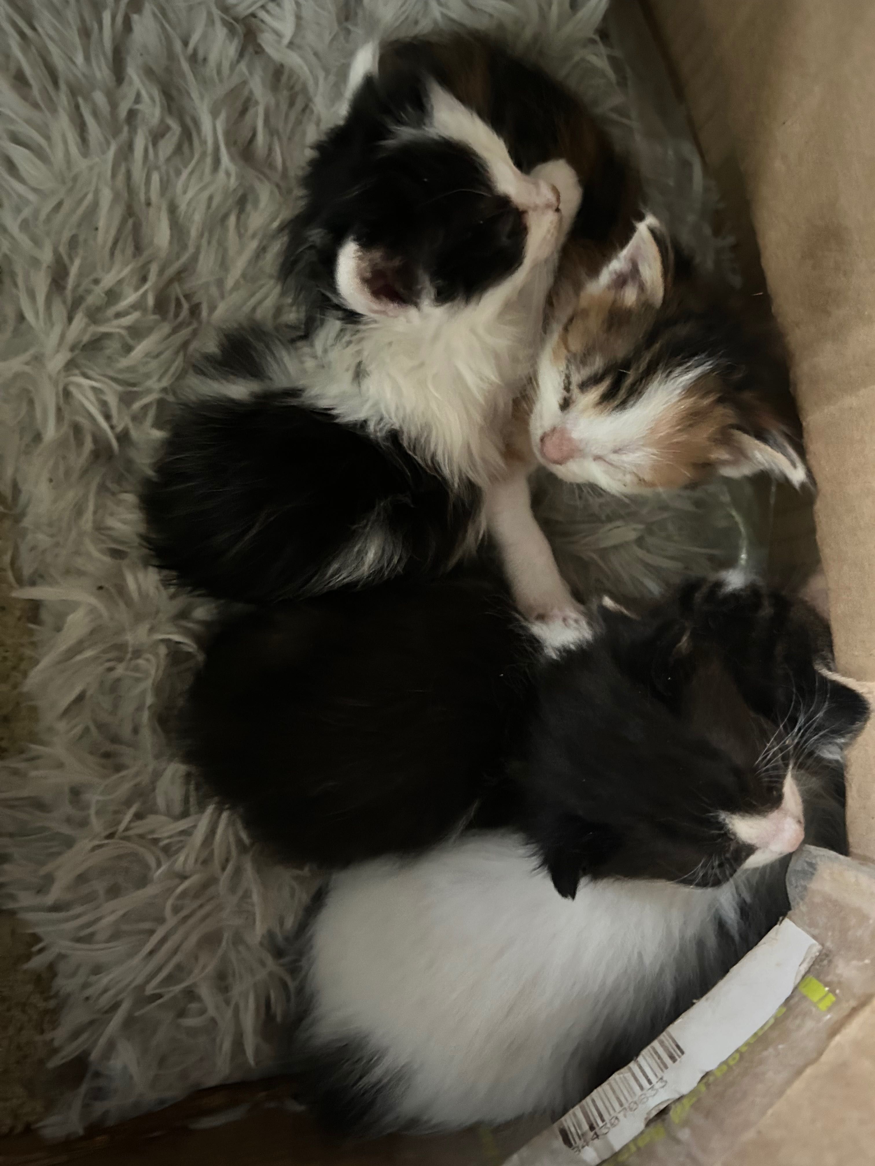 Подарявам котенца