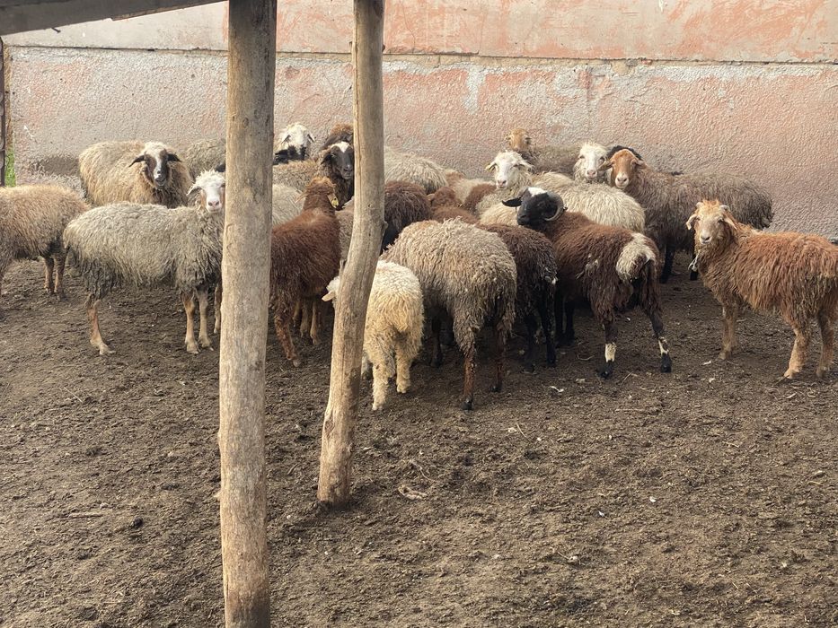 Продам баранов 28 голов