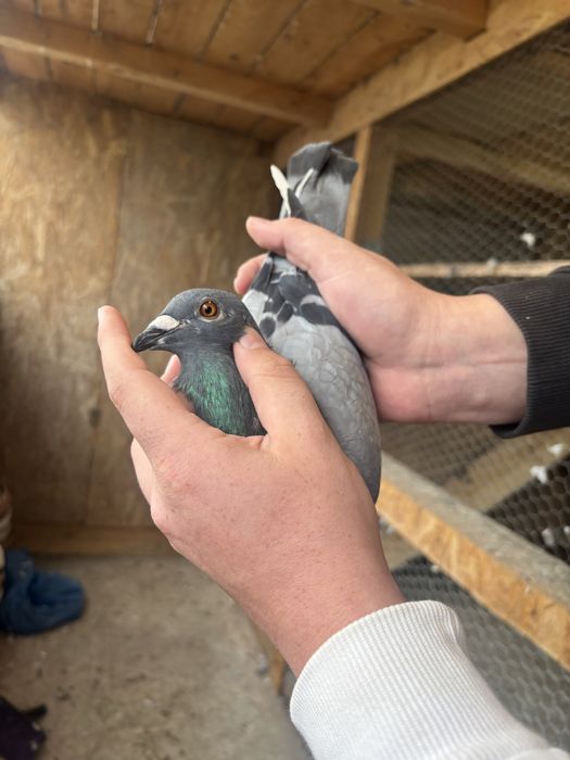 Disponibili porumbei maraton extrem