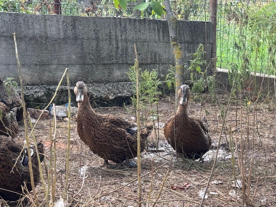 Ouă incubat Rouen sălbatic original