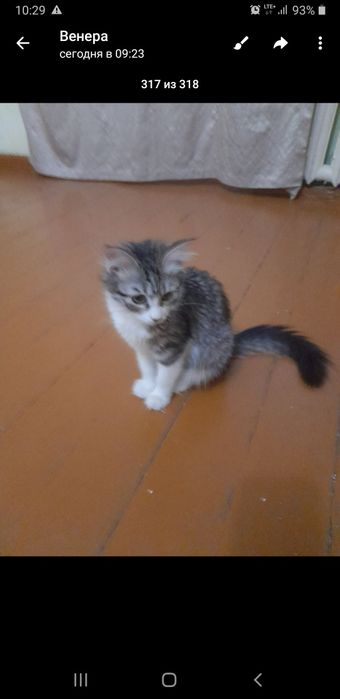 Отдам в добрые руки.