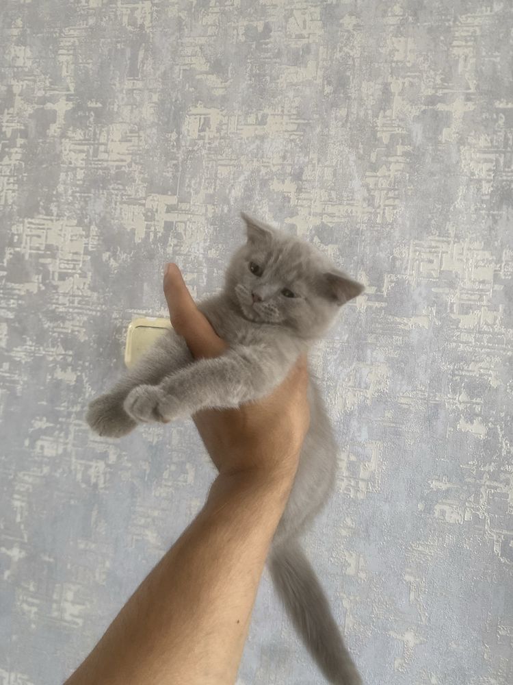Scottish fold 2 ta.