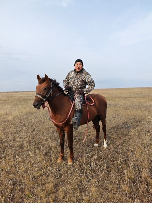 Екі жарым жастан асқан құнан сатылады