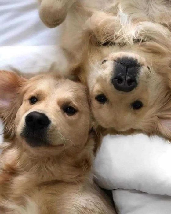 Голдън ретривър момче