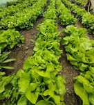 Salata verde din solar BIO Tarnaveni