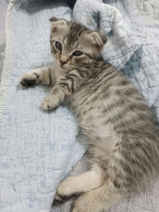 Продается котенок Манчкин