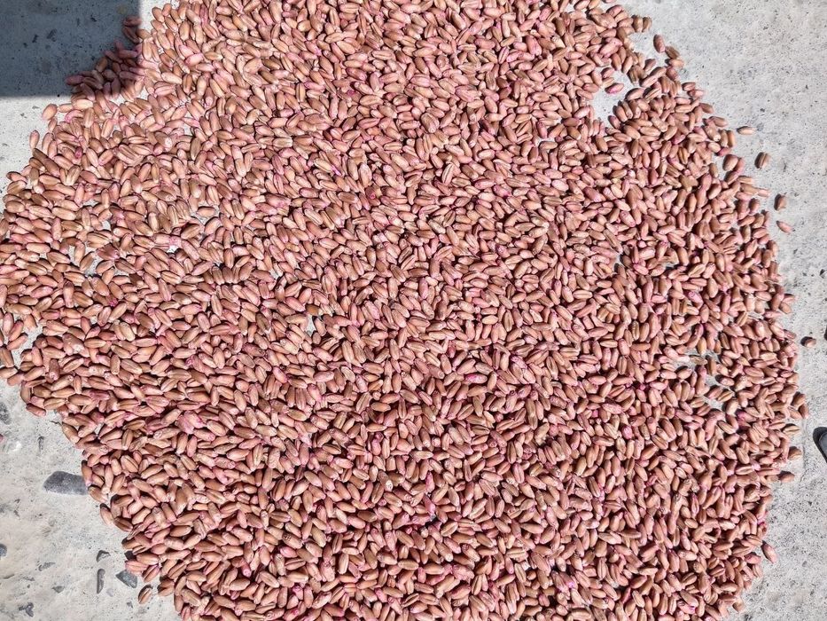 Bug'doy urug' BAGRAT Rossiyaniki