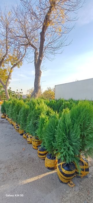 Xar xil turdagi archa kochatlari bor..