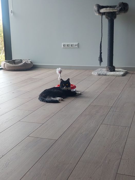 Котенок мальчик Ташкент 4 месяца