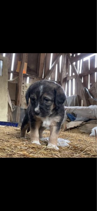 Подарявам кученца