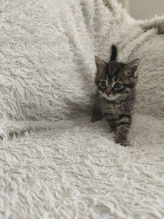 Отдам в хорошие руки  котят