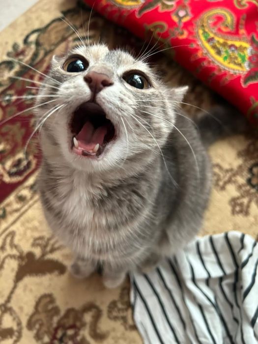 Бала мысык тегін