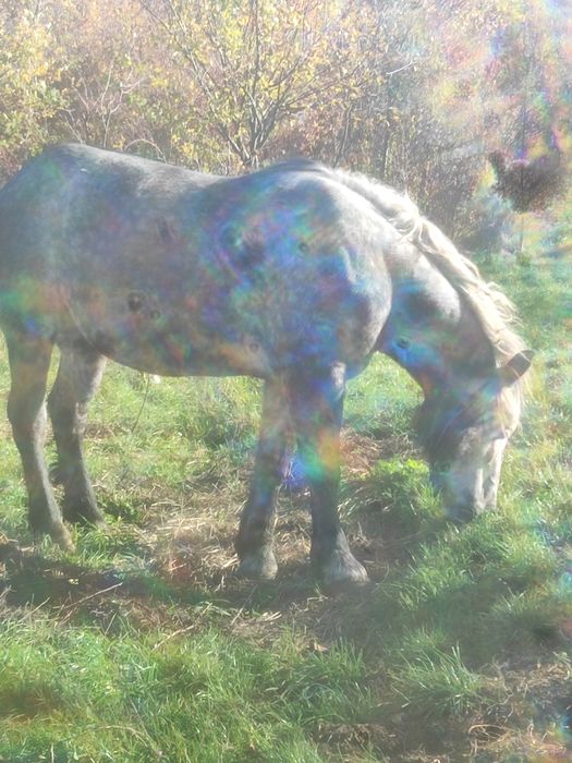 De vînzare o iapa de 4 ani mer