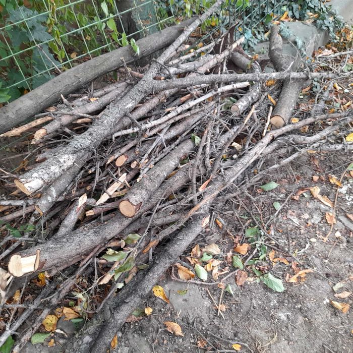 lemne de foc, provenite dintr- brad uscat.