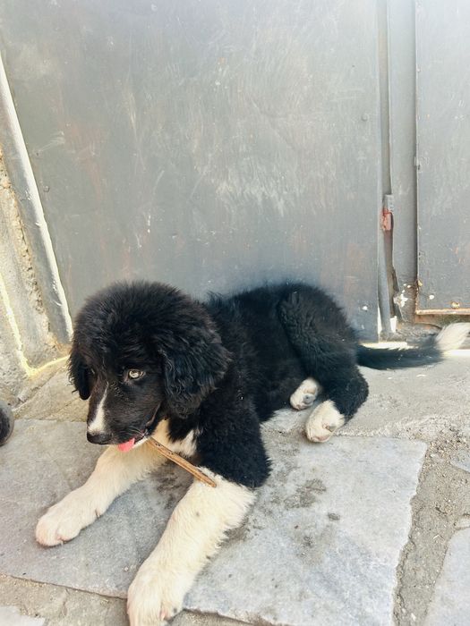 Продавам бълграско овчарско куче на 6 месеца