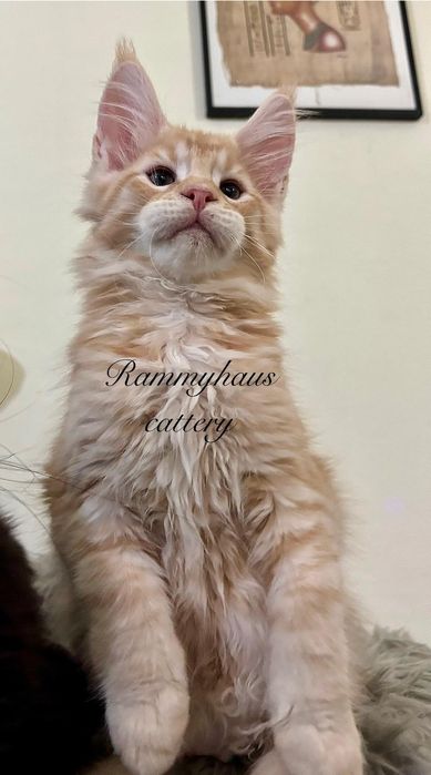 Felisa autirizata WCF, vinde pisoi cu pedigree rasa Maine coon