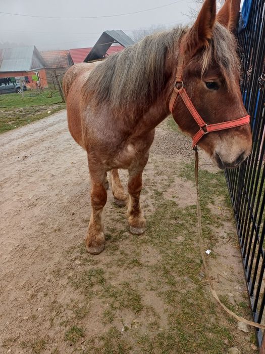 Manz de vanzare de un an si 7 luni