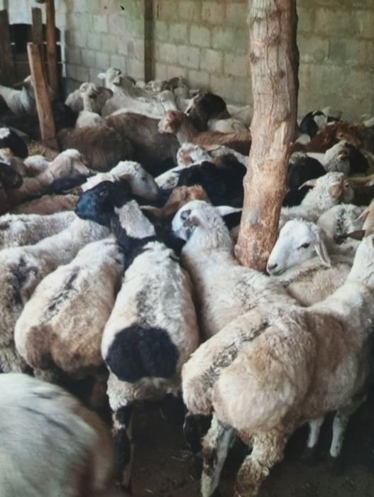 Кой   қой    Бараны    баран