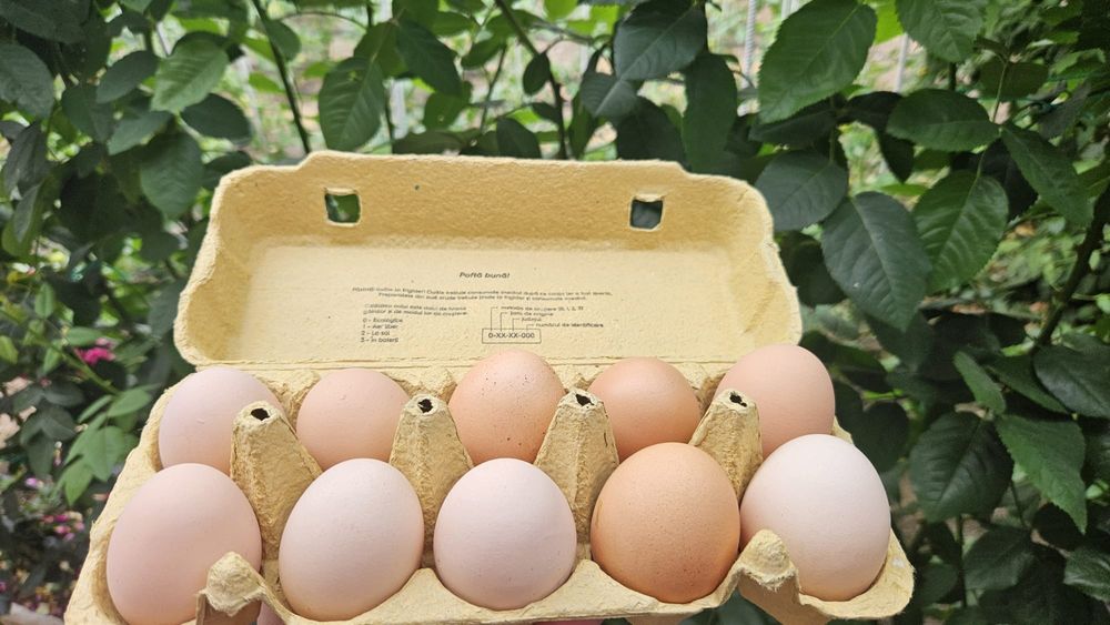 Vând ouă de găină BIO