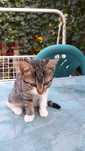 Ofer spre adoptie