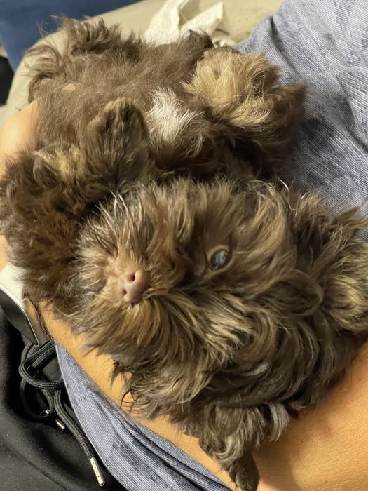 Pui adorabil Chocolate Yorkshire Terrier de vânzare!