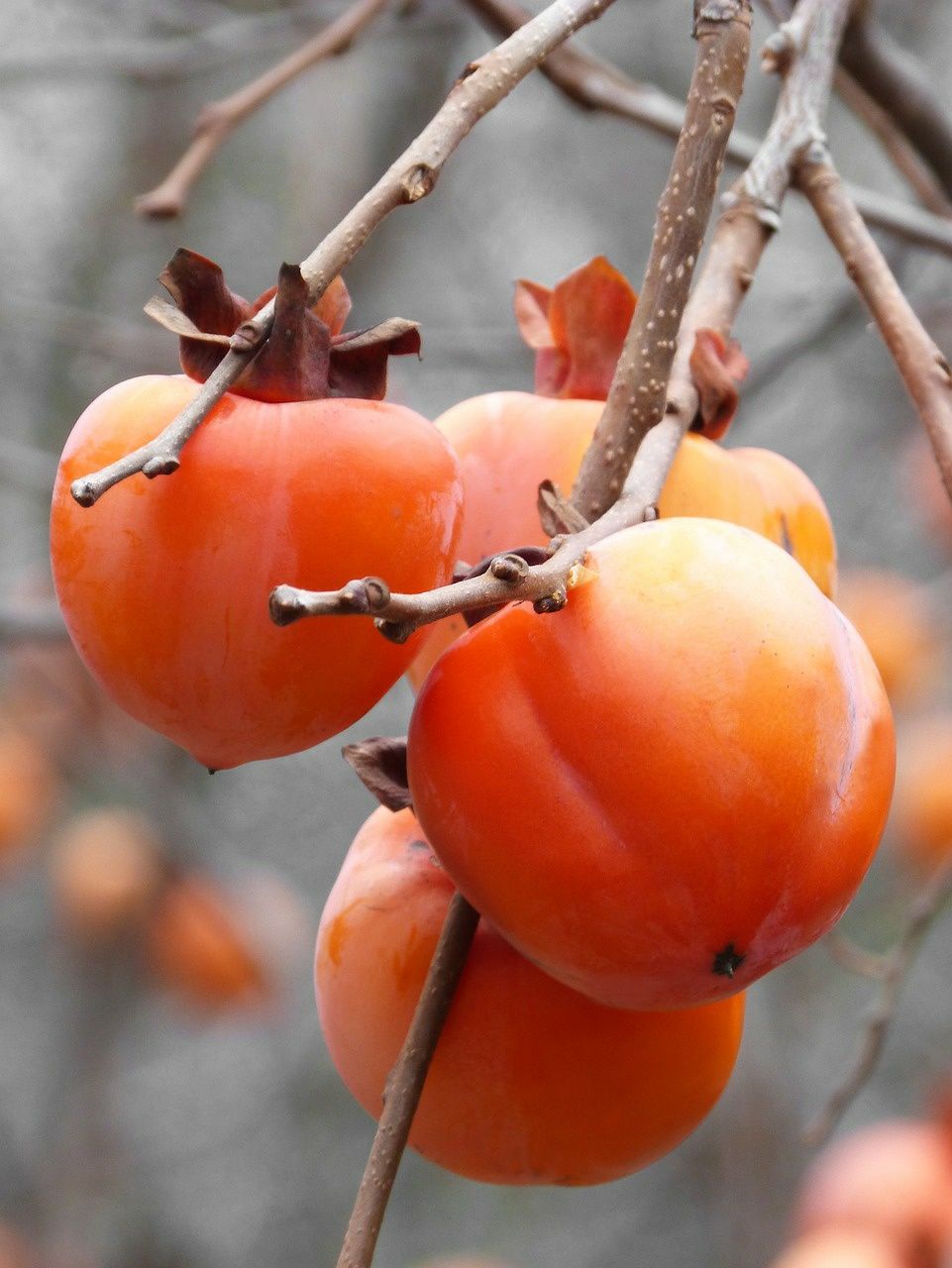 Kaki (Rosseyanka )