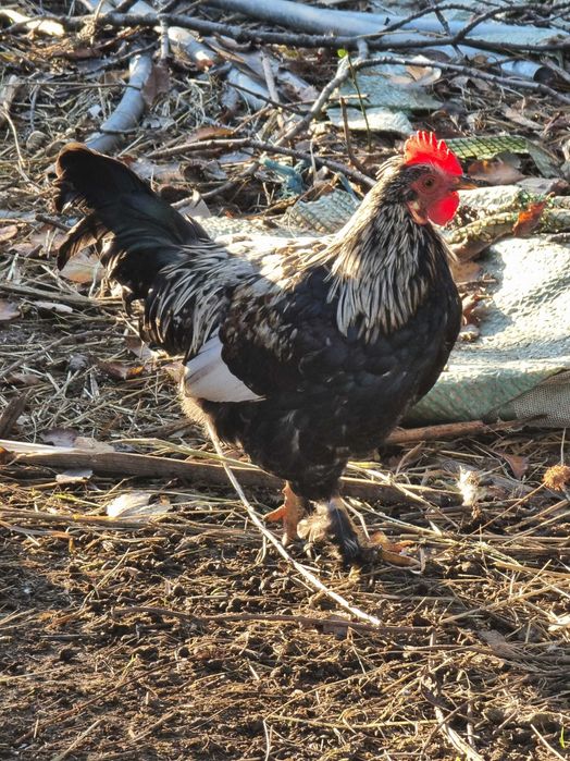 Vand sau schimb cocosi din anul asta