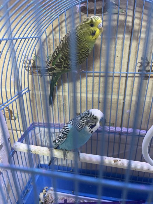 Vând papagali cu tot cu cușcă