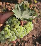 Struguri Mustoasa de Maderat pentru vin