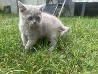 Pisica British Shorthair