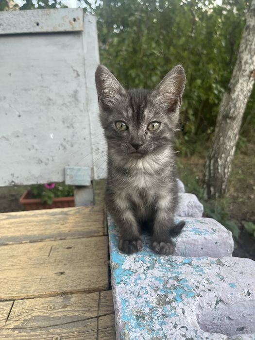 Отдам котенка в добрые руки