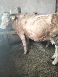 Vând vaca baltă românească preț 7000