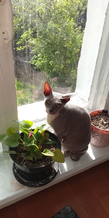 Кошка Сфинкс Продам