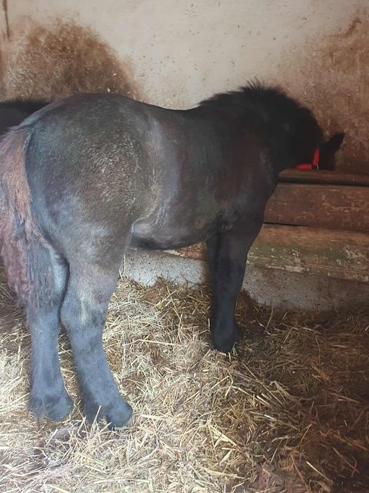 Vand o manza si un manz