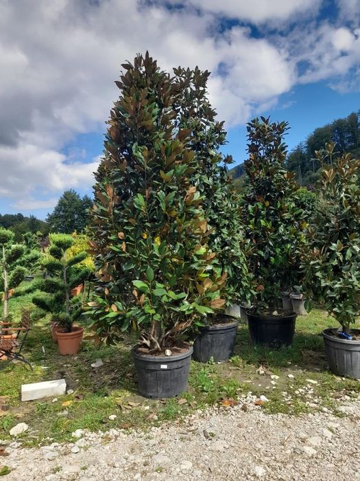 Braz ,mesteacăn,tei,arțar,pawlonia,plate ornamentale